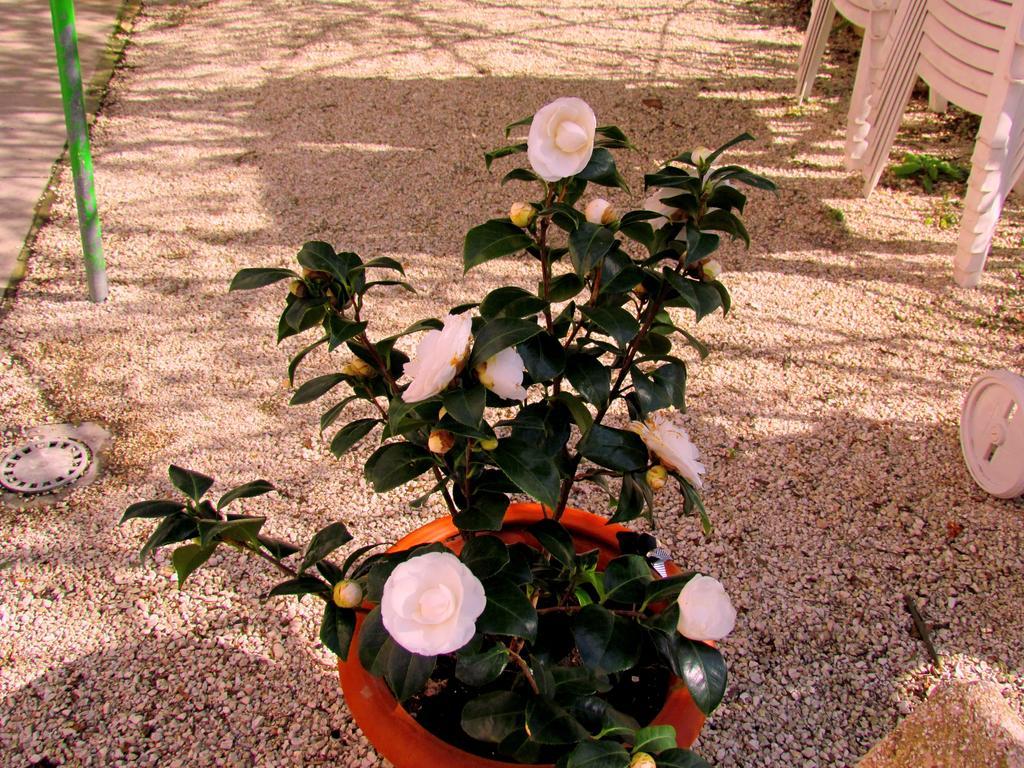 Villa Maria Bed & Breakfast, Corridonia, Marche 외부 사진