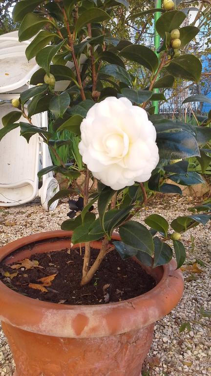Villa Maria Bed & Breakfast, Corridonia, Marche 외부 사진